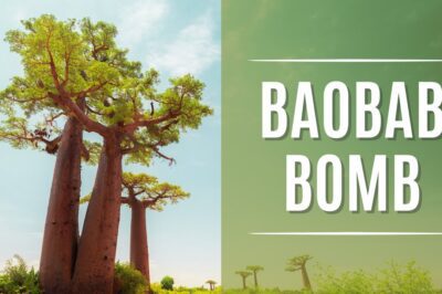 Baobab bomb | Carte Blanche | M-Net