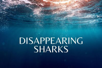 Disappearing sharks: A tale of two species | Carte Blanche | M-Net