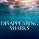 Disappearing sharks: A tale of two species | Carte Blanche | M-Net