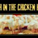 Death in the chicken house | Carte Blanche | M-Net